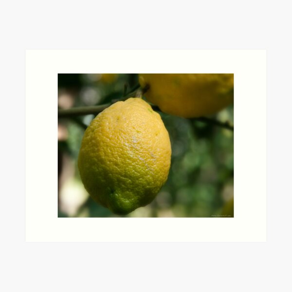 Uno sfumato al limone Art Print