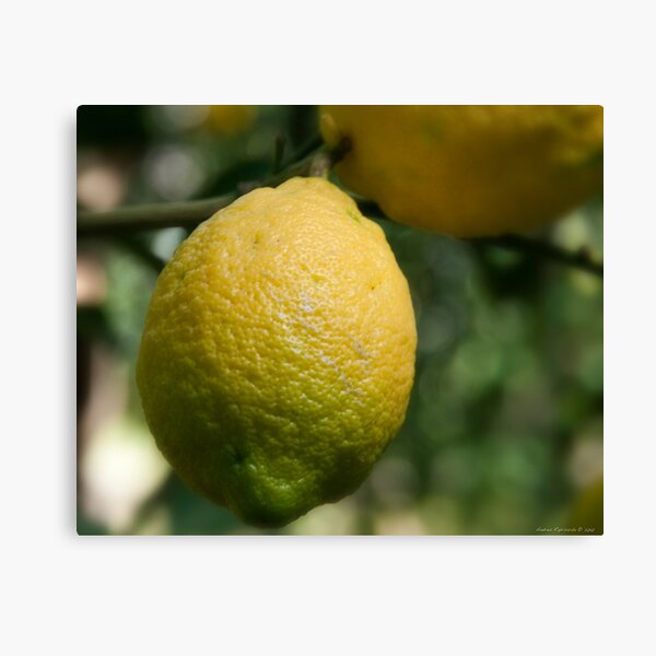 Uno sfumato al limone Canvas Print