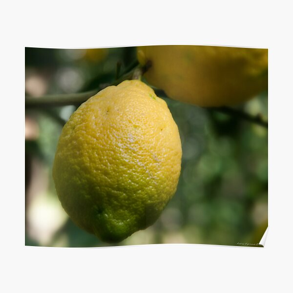 Uno sfumato al limone Poster