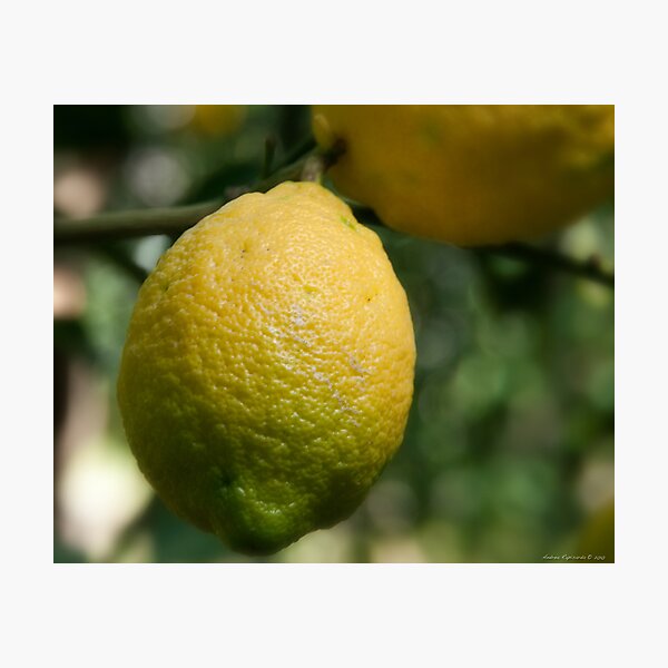 Uno sfumato al limone Photographic Print