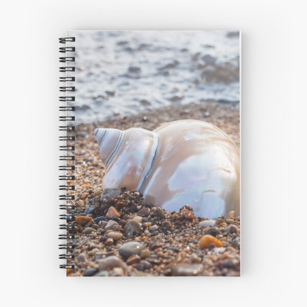Item preview, Seashell Photography, Fine Art Photography, Ocean, Beach, Conch, Macro, Coastal Wall Decor, designed and sold by aprilbernphoto.