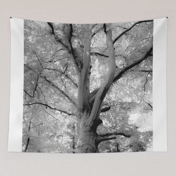 Item preview, Inosculated beech designed and sold by Arc1.