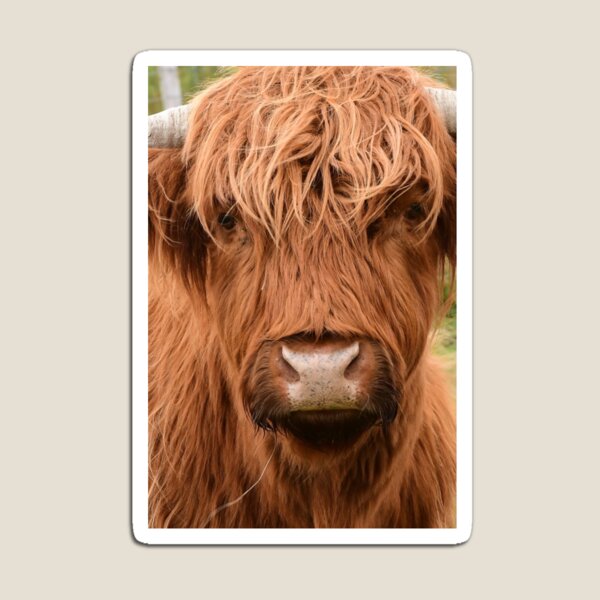 Hairy cow party bag filler toy 1 > 24 FREE POSTAGE Magnetic Hairy Harry 