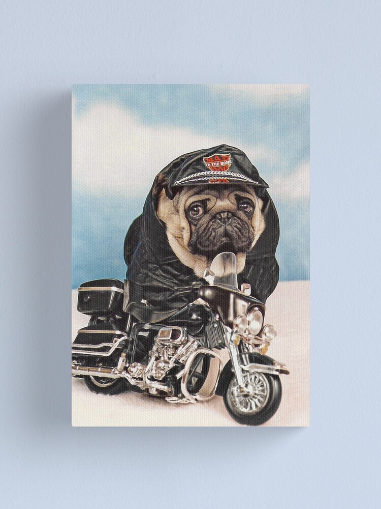 pug on a motorcycle