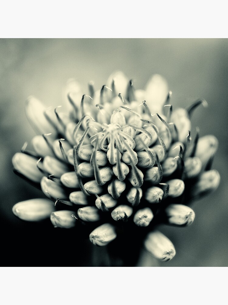 Aleo Vera flower by fardad