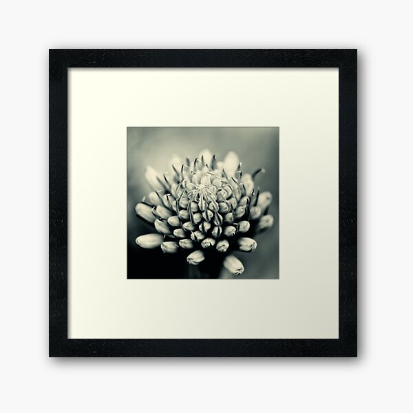 Aleo Vera flower Framed Art Print