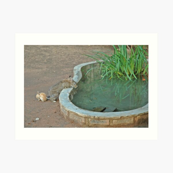 Bunnies of Benoni Art Print
