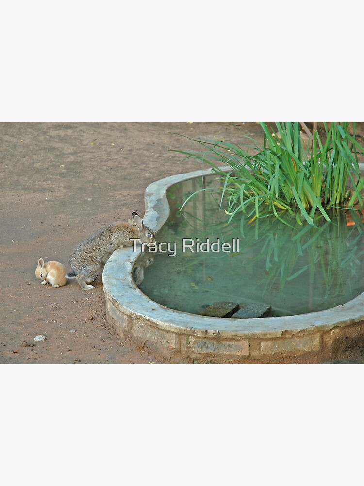 Bunnies of Benoni by taos