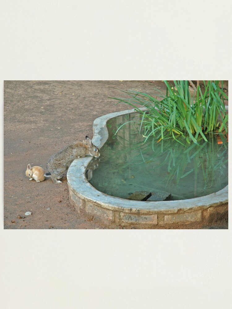 Alternate view of Bunnies of Benoni Photographic Print