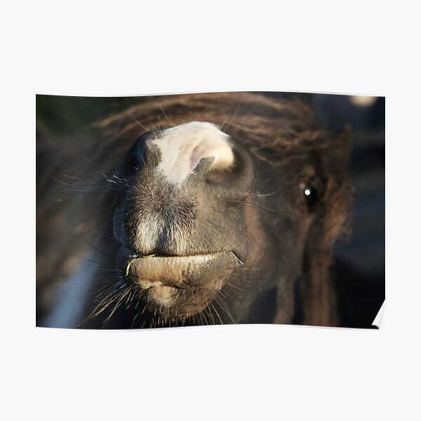 Shetland pony nose Poster