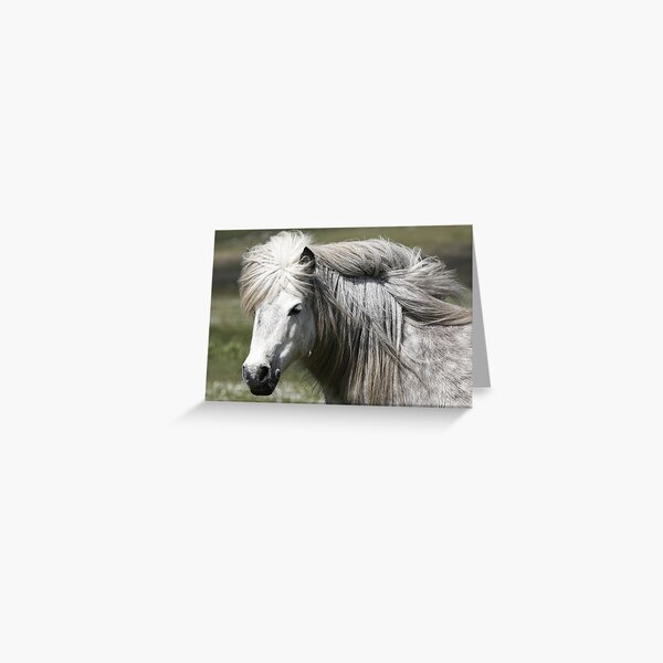 Shetland Pony Mare Greeting Card