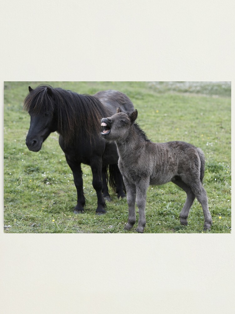 Impression Photo Poney Shetland Poulain Et Jument Par Frances144 Redbubble