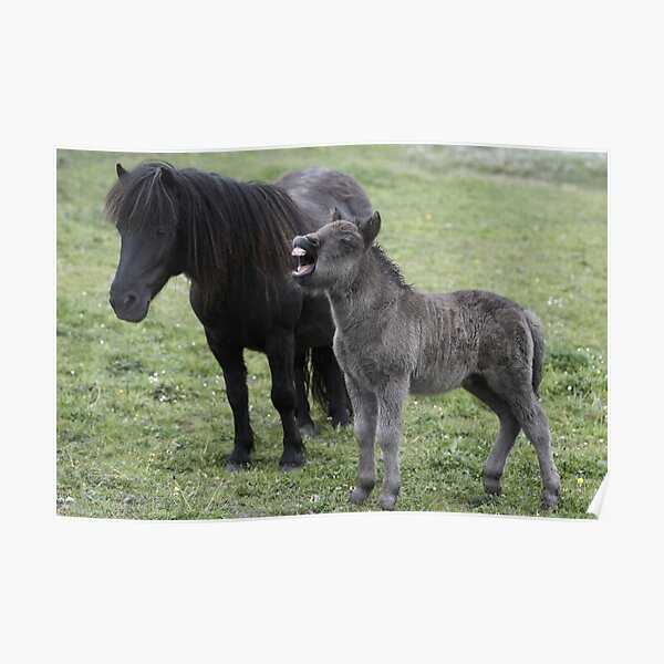 Shetland pony Foal and mare Poster
