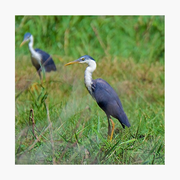 NT ~ WADER ~ Pied Heron JKSZGWJN by David Irwin ~ WO Photographic Print