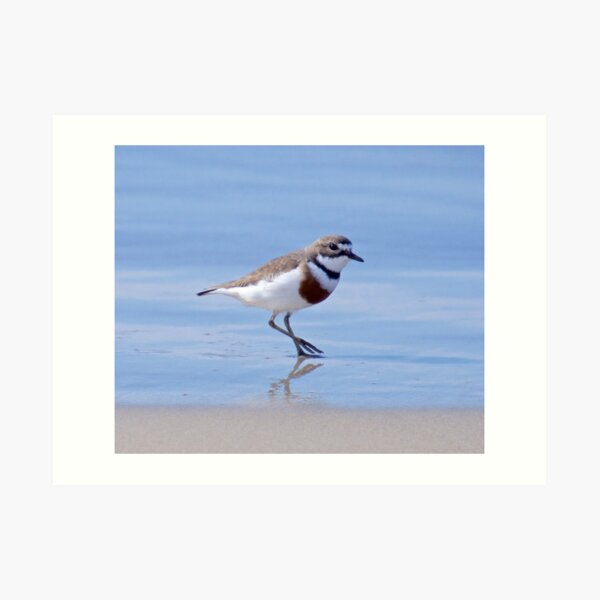 SHOREBIRD ~ Double-banded Plover XZdPKaRq by David Irwin Art Print
