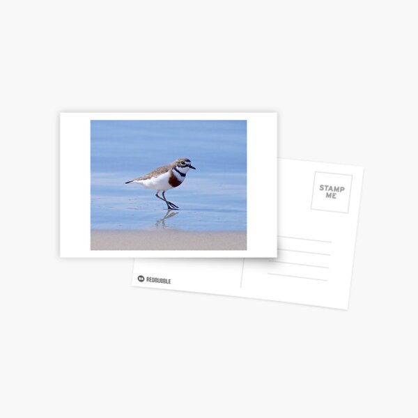 SHOREBIRD ~ Double-banded Plover XZdPKaRq by David Irwin Postcard