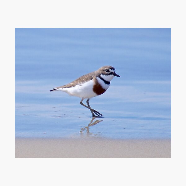 SHOREBIRD ~ Double-banded Plover XZdPKaRq by David Irwin Photographic Print