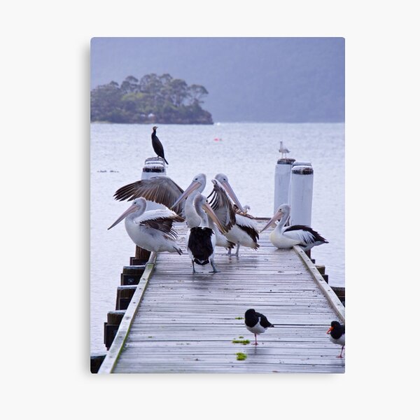 MARINE BIRD ~ Australian Pelican by David Irwin Canvas Print