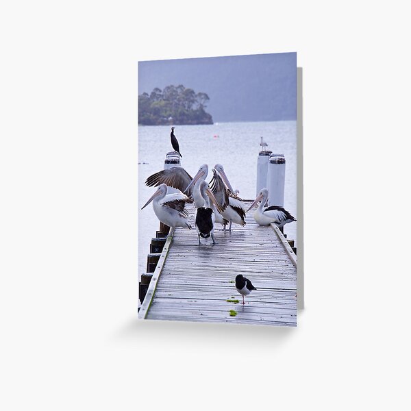 MARINE BIRD ~ Australian Pelican WEUFE9FJ by David Irwin Greeting Card