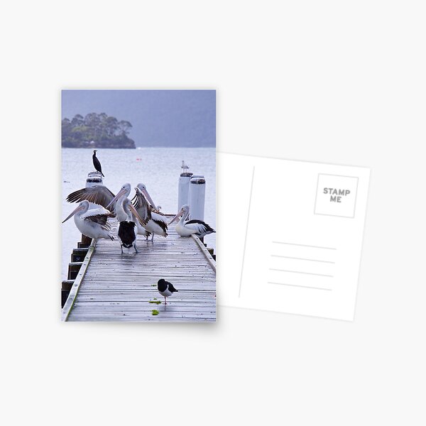 MARINE BIRD ~ Australian Pelican WEUFE9FJ by David Irwin Postcard