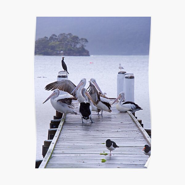 MARINE BIRD ~ Australian Pelican WEUFE9FJ by David Irwin Poster