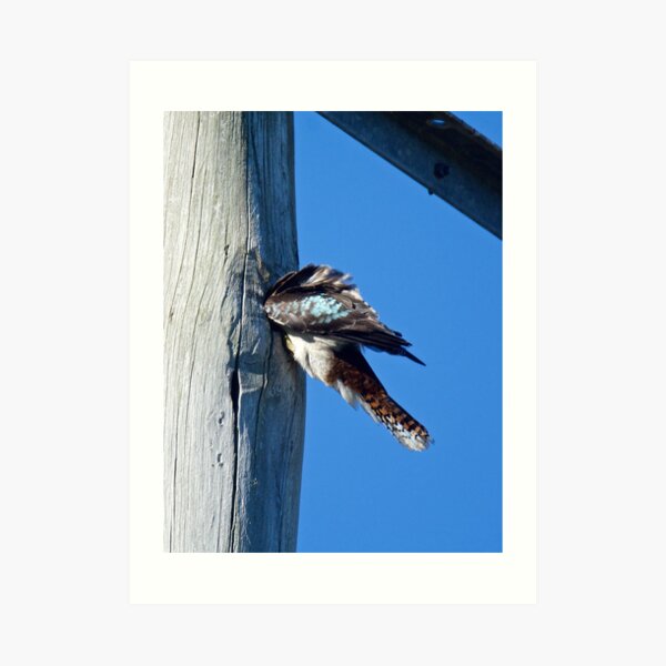 KINGFISHER ~ Kookaburra by David Irwin Art Print