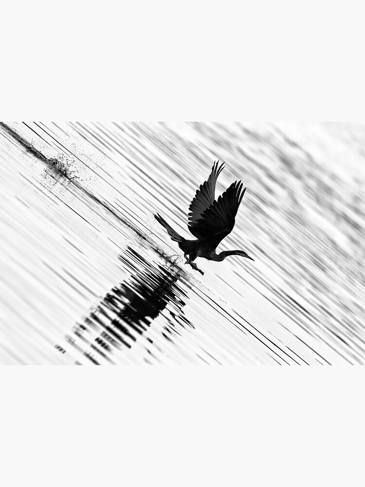 Flying shag by fardad