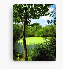 Sheldon Marsh Algae Pond Canvas Print
