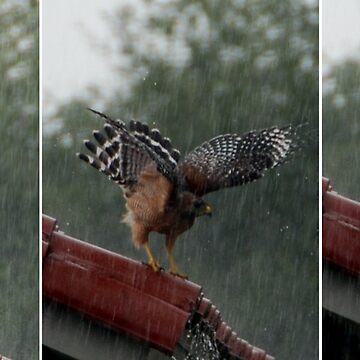 Artwork thumbnail, Rain by Michael Lane