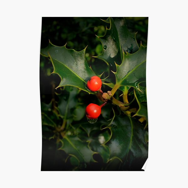 Holly Poster