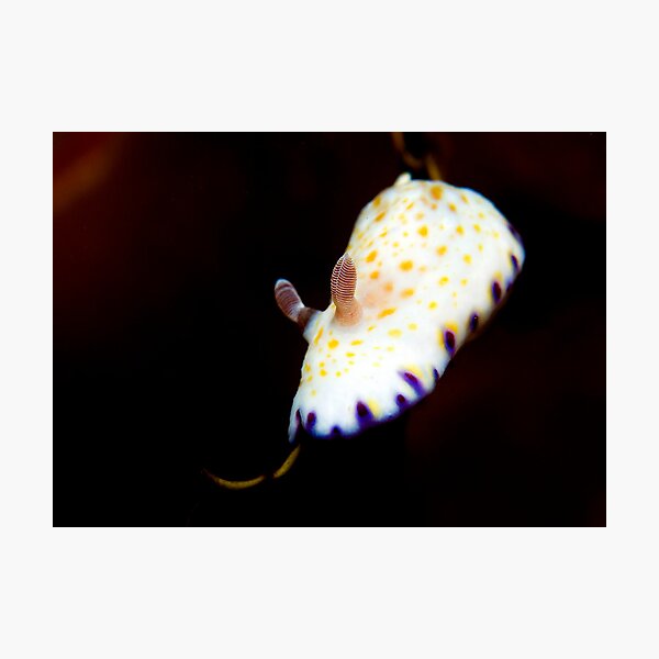 Item preview, Gold Spotted Chromodoris designed and sold by daveharasti.