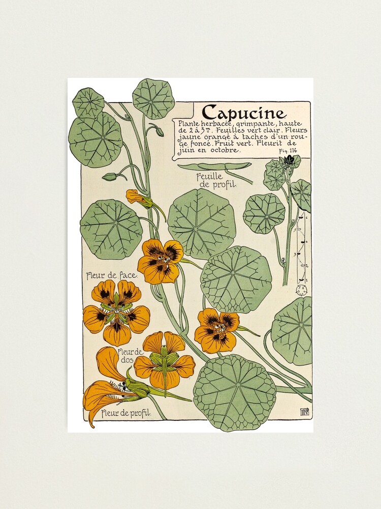 Maurice Verneuil Capucine Botanical Poster Photographic Print By Dejavustudio Redbubble