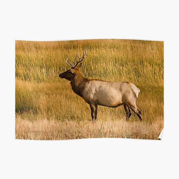 Elk bull - Yellowstone National Park Poster