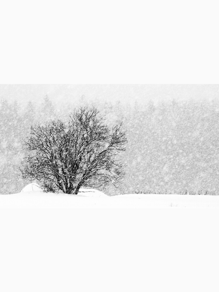 25.1.2019: Lonely Tree in Snowfall II by Wolfheart