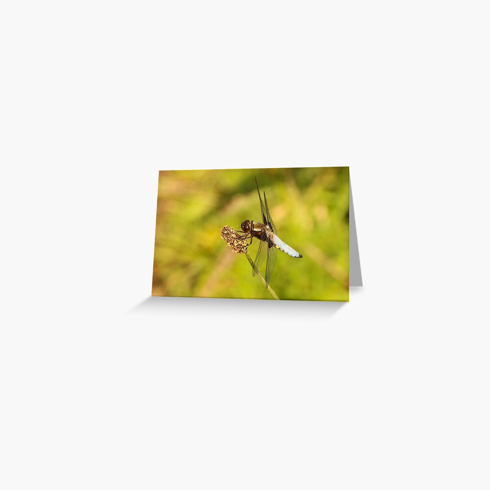 Dragon in the Green Greeting Card