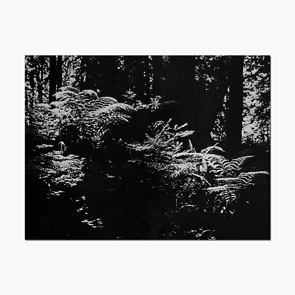 Artikelvorschau, Light In The Forest entworfen und verkauft von Chet King.