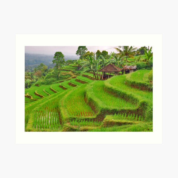 Green rice terraces Art Print