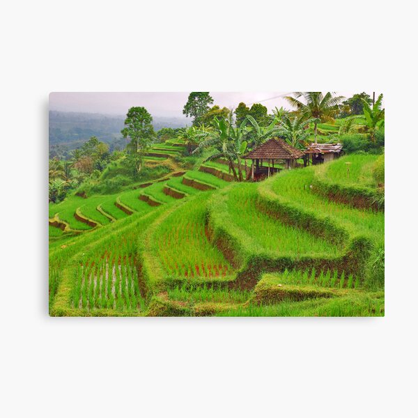 Green rice terraces Canvas Print