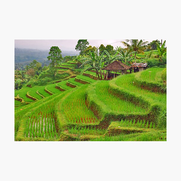 Green rice terraces Photographic Print