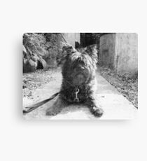 Sketching Toto Canvas Print