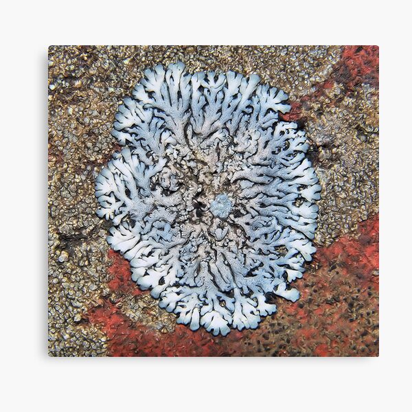 Item preview, Coral lichen designed and sold by relayer51.