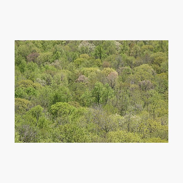 Item preview, Voices of Spring - In Bloom - Exhibit 7 designed and sold by David Marciniszyn.