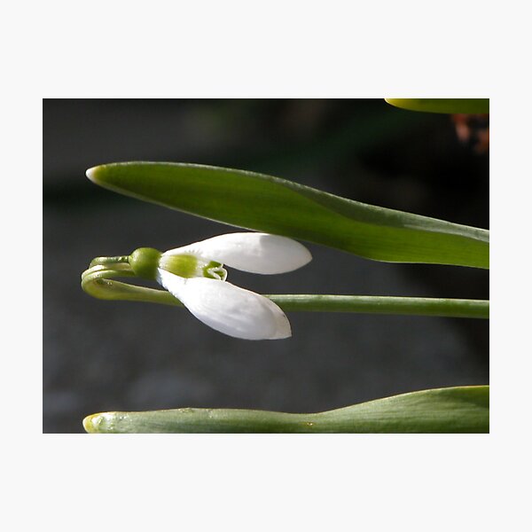 Item preview, Snowdrop blooming designed and sold by John Easterhouse.