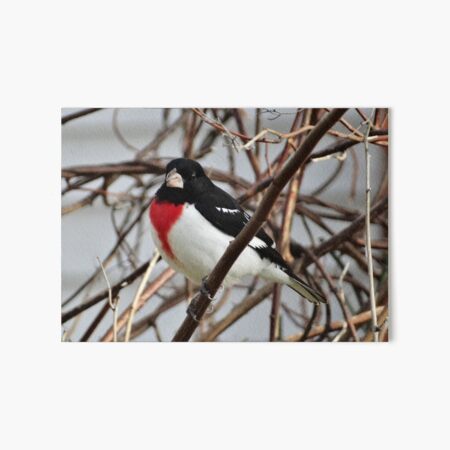 Black, white, and red songbird! Art Board Print