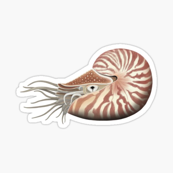 Chambered Nautilus Sticker