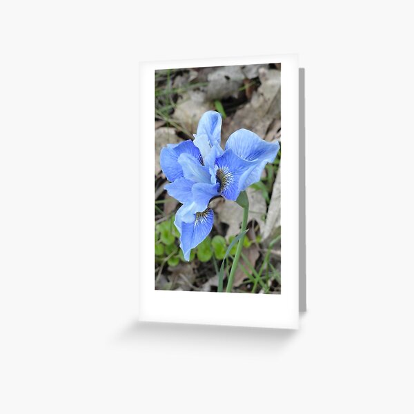 Purple Dutch Iris Greeting Card