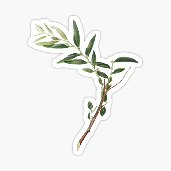 Item preview, Olive branch illustration designed and sold by everita.