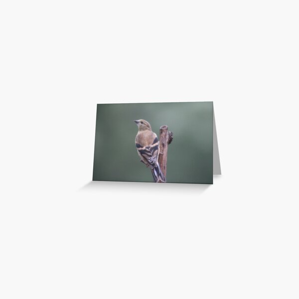 Female American Goldfinch Greeting Card