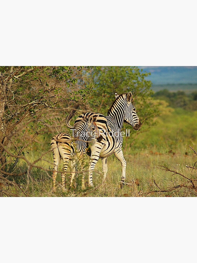 Mom and Baby Zebra by taos