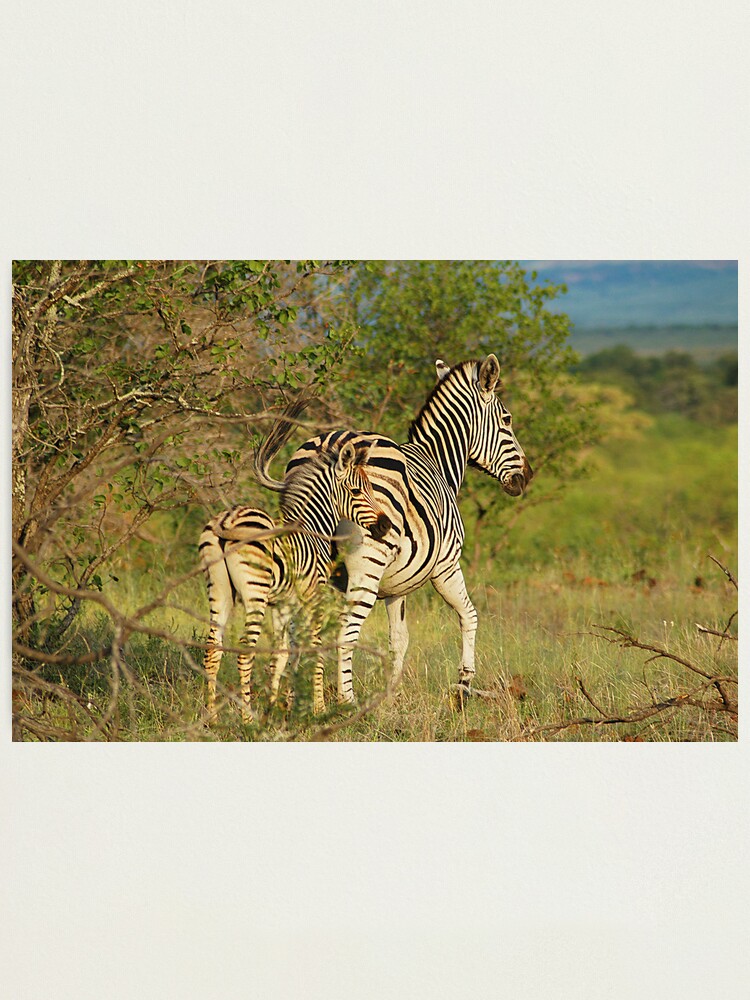 Alternate view of Mom and Baby Zebra Photographic Print